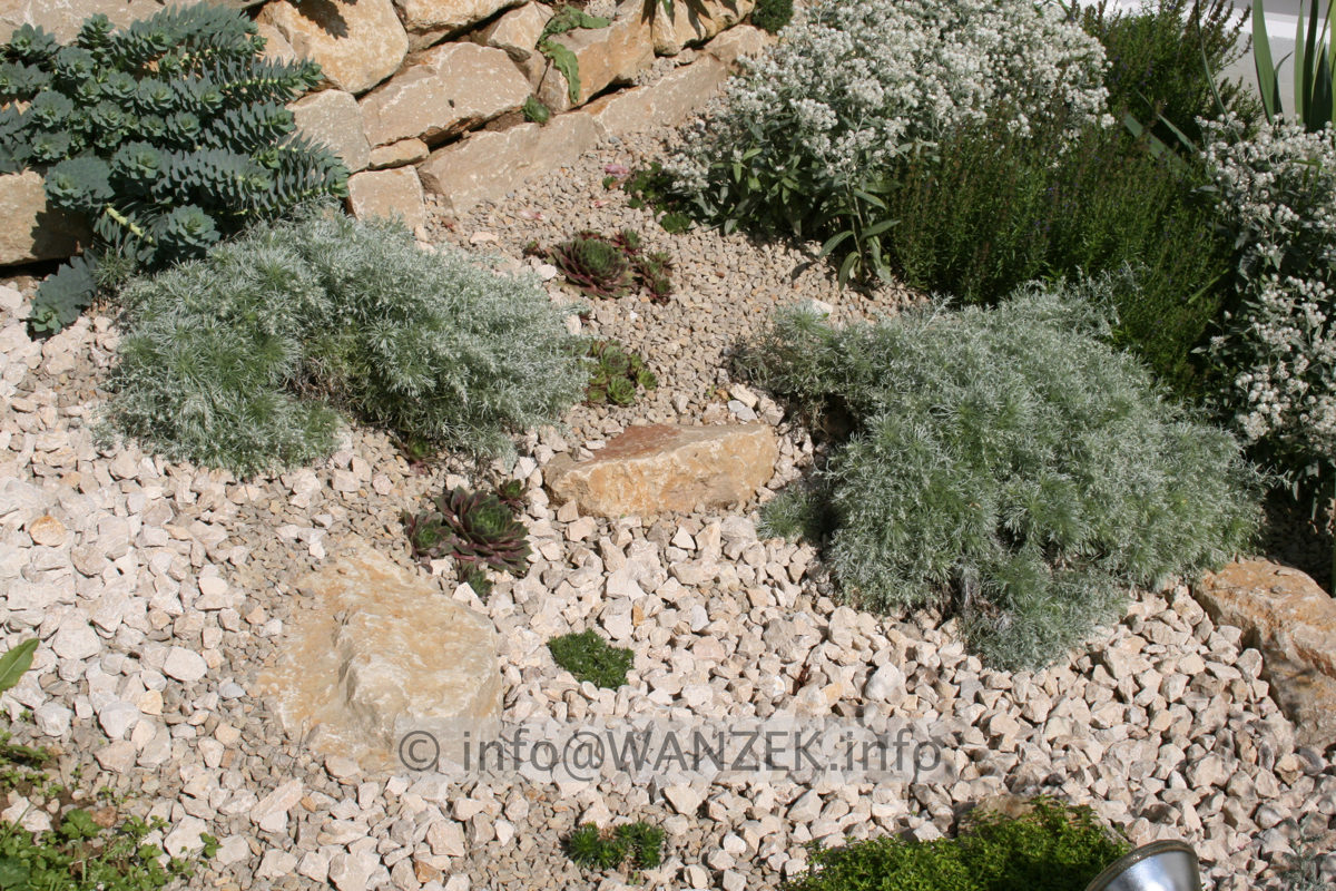 Artemisia schmidtiana Nana.JPG